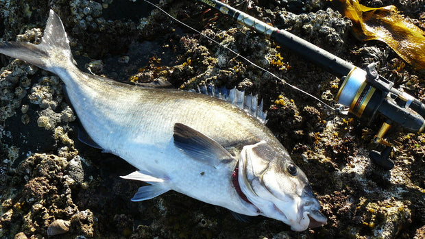 Banner image for: <h3>Land Base Fishing</h3>